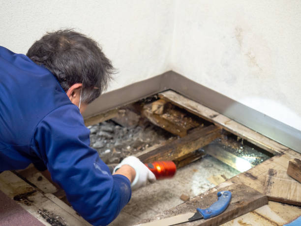 Best Mold Remediation  in Johnstown, NY