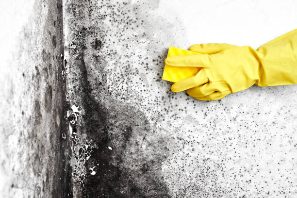 Best Certified Mold Removal  in Johnstown, NY