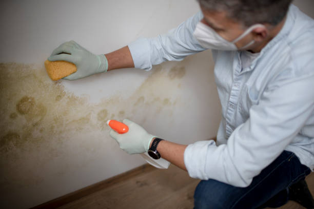 Best Local Mold Removal Service  in Johnstown, NY