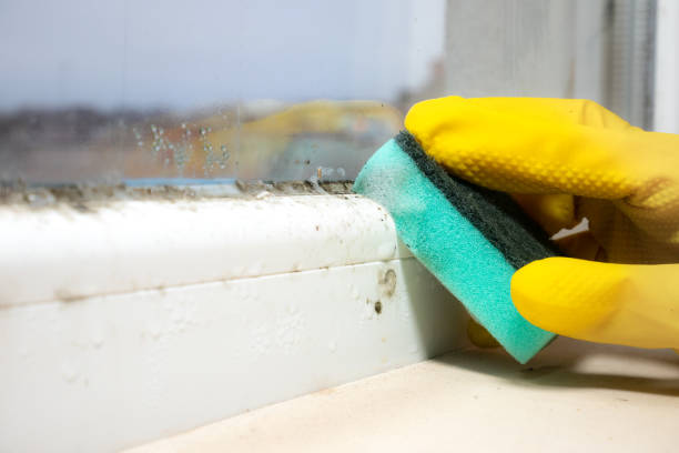 Best Mold Removal Process  in Johnstown, NY