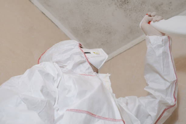 Mold Removal Process in Johnstown, NY