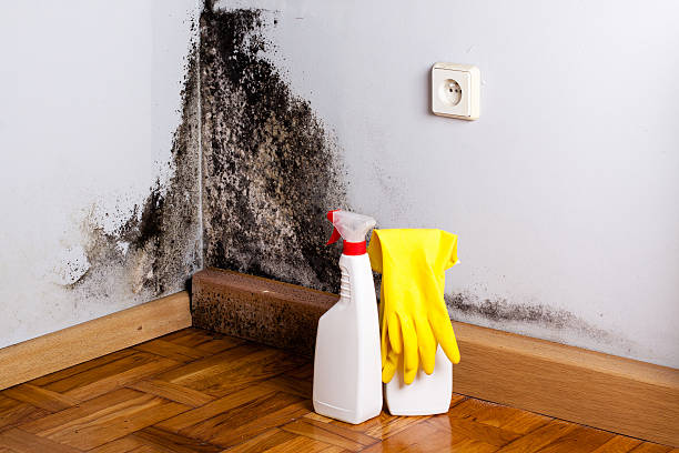 Best Commercial Mold Removal  in Johnstown, NY