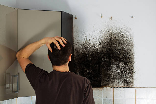 Best Residential Mold Removal  in Johnstown, NY