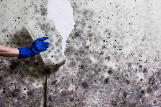 Best Mold Damage Repair  in Johnstown, NY