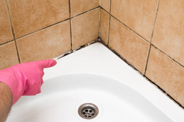 Best Crawl Space Mold Removal  in Johnstown, NY